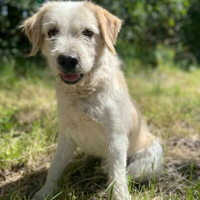 🐶Azar ist ein sehr guter, wunderschöner Hund, der extrem verschmust und fröhlich ist 🥰, Mischlingsrüde - Rüde
