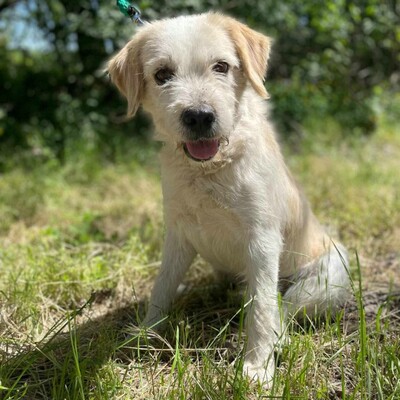 🐶Azar ist ein sehr guter, wunderschöner Hund, der extrem verschmust und fröhlich ist 🥰, Mischlingsrüde - Rüde