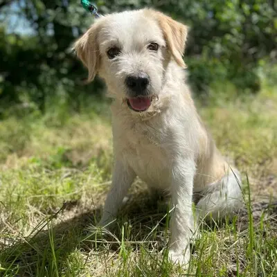 🐶Azar ist ein sehr guter, wunderschöner Hund, der extrem verschmust und fröhlich ist 🥰, Mischlingsrüde - Rüde