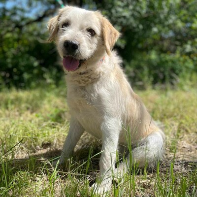 🐶Azar ist ein sehr guter, wunderschöner Hund, der extrem verschmust und fröhlich ist 🥰, Mischlingsrüde - Rüde