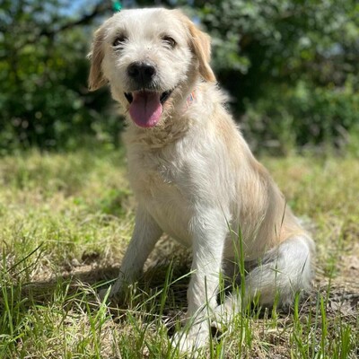 🐶Azar ist ein sehr guter, wunderschöner Hund, der extrem verschmust und fröhlich ist 🥰, Mischlingsrüde - Rüde