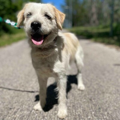 🐶Azar ist ein sehr guter, wunderschöner Hund, der extrem verschmust und fröhlich ist 🥰, Mischlingsrüde - Rüde