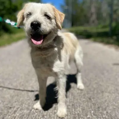 🐶Azar ist ein sehr guter, wunderschöner Hund, der extrem verschmust und fröhlich ist 🥰, Mischlingsrüde - Rüde