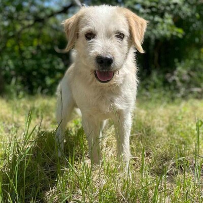 🐶Azar ist ein sehr guter, wunderschöner Hund, der extrem verschmust und fröhlich ist 🥰, Mischlingsrüde - Rüde