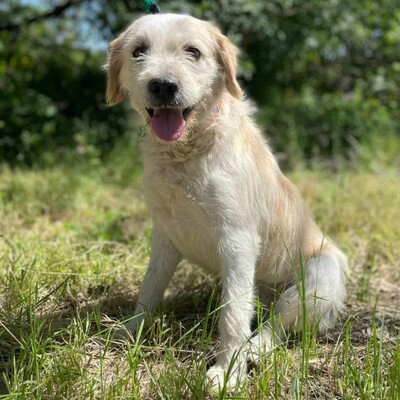 🐶Azar ist ein sehr guter, wunderschöner Hund, der extrem verschmust und fröhlich ist 🥰, Mischlingsrüde - Rüde