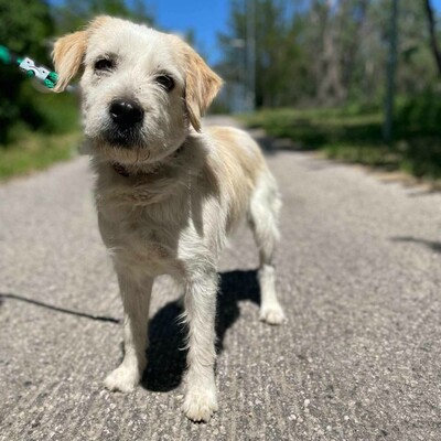 🐶Azar ist ein sehr guter, wunderschöner Hund, der extrem verschmust und fröhlich ist 🥰, Mischlingsrüde - Rüde