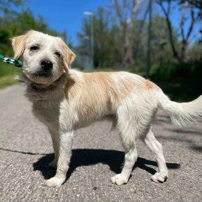 🐶Azar ist ein sehr guter, wunderschöner Hund, der extrem verschmust und fröhlich ist 🥰, Mischlingsrüde - Rüde