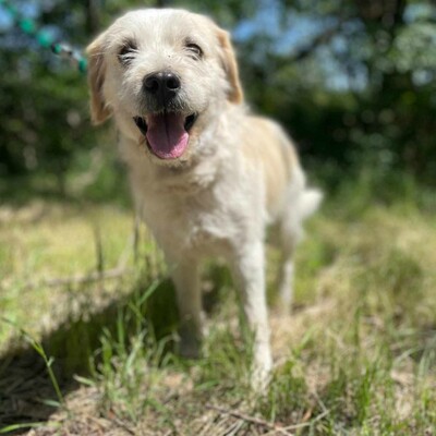 🐶Azar ist ein sehr guter, wunderschöner Hund, der extrem verschmust und fröhlich ist 🥰, Mischlingsrüde - Rüde