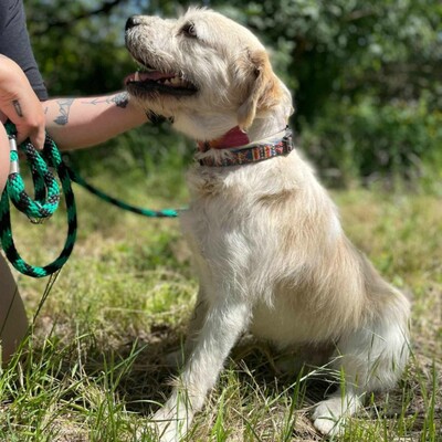 🐶Azar ist ein sehr guter, wunderschöner Hund, der extrem verschmust und fröhlich ist 🥰, Mischlingsrüde - Rüde