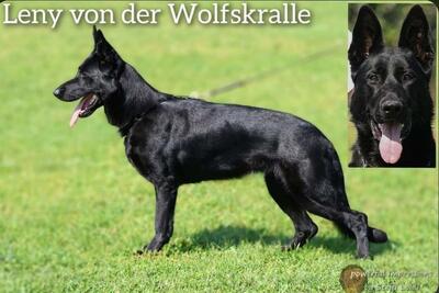 B - Wurf vom Team Wolfskralle