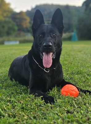B - Wurf vom Team Wolfskralle, Deutscher Schäferhund Welpen - Hündin