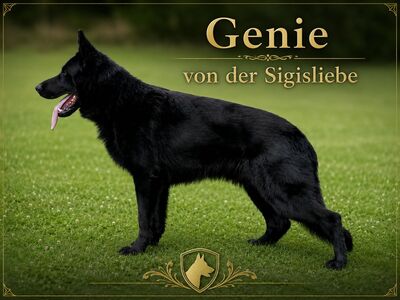 B - Wurf vom Team Wolfskralle, Deutscher Schäferhund Welpen - Hündin