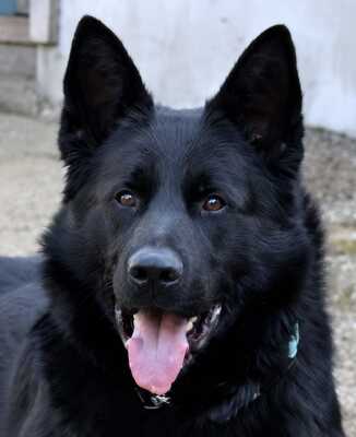 B - Wurf vom Team Wolfskralle, Deutscher Schäferhund Welpen - Hündin