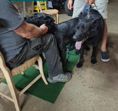 B - Wurf vom Team Wolfskralle, Deutscher Schäferhund Welpen - Hündin