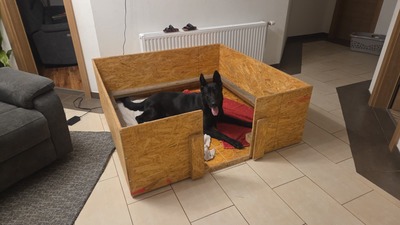 B - Wurf vom Team Wolfskralle, Deutscher Schäferhund Welpen - Hündin