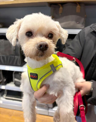 BABY - NOTFALL!!! SPENDENAUFRUF!!! freundlich und sehr anhänglich, verschmust, interessiert, lernwillig, anfangs ängstlich