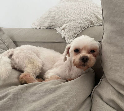 BABY - NOTFALL!!! SPENDENAUFRUF!!! freundlich und sehr anhänglich, verschmust, interessiert, lernwillig, anfangs ängstlich, Malteser - Betreuungsplatz Wien - Hündin