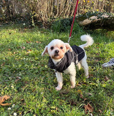 BABY - NOTFALL!!! SPENDENAUFRUF!!! freundlich und sehr anhänglich, verschmust, interessiert, lernwillig, anfangs ängstlich, Malteser - Betreuungsplatz Wien - Hündin