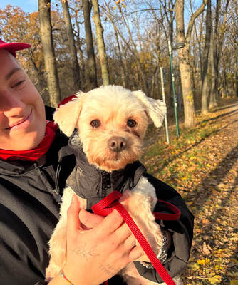 BABY - NOTFALL!!! SPENDENAUFRUF!!! freundlich und sehr anhänglich, verschmust, interessiert, lernwillig, anfangs ängstlich, Malteser - Betreuungsplatz Wien - Hündin