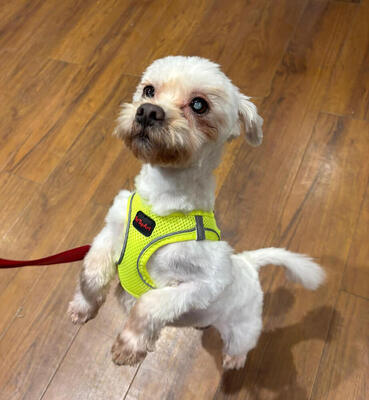 BABY - NOTFALL!!! SPENDENAUFRUF!!! freundlich und sehr anhänglich, verschmust, interessiert, lernwillig, anfangs ängstlich, Malteser - Betreuungsplatz Wien - Hündin