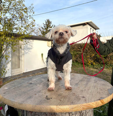 BABY - NOTFALL!!! SPENDENAUFRUF!!! freundlich und sehr anhänglich, verschmust, interessiert, lernwillig, anfangs ängstlich, Malteser - Betreuungsplatz Wien - Hündin