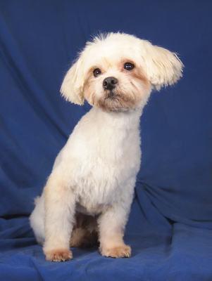 BABY - freundlich und sehr anhänglich, verschmust, interessiert, lernwillig, anfangs ängstlich, Malteser - Betreuungsplatz Wien - Hündin