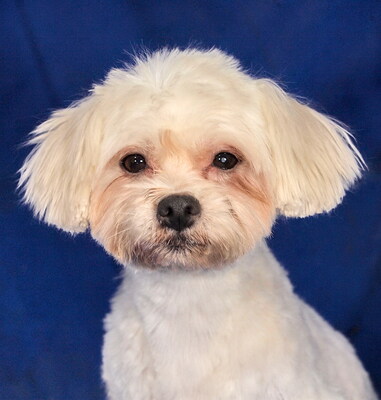 BABY - freundlich und sehr anhänglich, verschmust, interessiert, lernwillig, anfangs ängstlich, Malteser - Betreuungsplatz Wien - Hündin