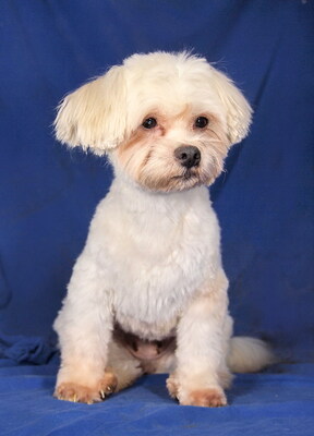 BABY - freundlich und sehr anhänglich, verschmust, interessiert, lernwillig, anfangs ängstlich, Malteser - Betreuungsplatz Wien - Hündin