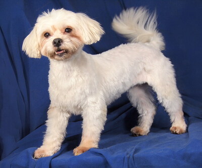 BABY - freundlich und sehr anhänglich, verschmust, interessiert, lernwillig, anfangs ängstlich, Malteser - Betreuungsplatz Wien - Hündin