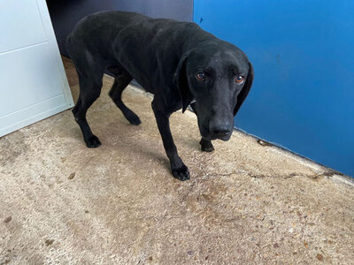 BACO (M)-schüchtern, sucht Familie, Mischling - Rüde