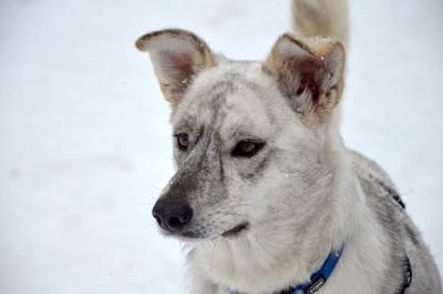 BAGHIRA, Mischling - Hündin