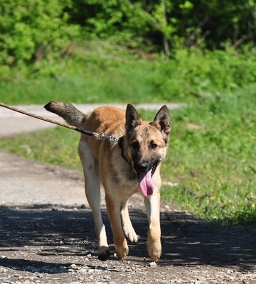 BAILEY S233, Mischling - Rüde