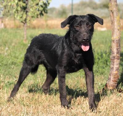 BAILEY - sehr lieb, verschmust, neugierig, aufgeweckt, gelehrig, lebhaft, katzenverträglich, Mischling - Rüde 1