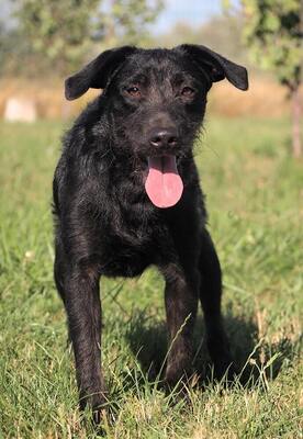 BAILEY - sehr lieb, verschmust, neugierig, aufgeweckt, gelehrig, lebhaft, katzenverträglich, Mischling - Rüde