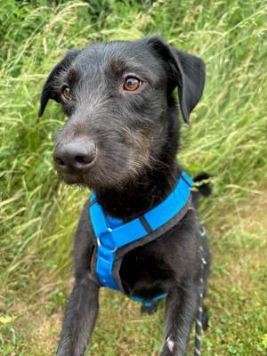BAILEY - sehr lieb, verschmust, neugierig, katzenverträglich; liebt Spaziergänge in der Natur, anfangs etwas unsicher