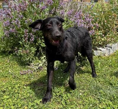 BAILEY - sehr lieb, verschmust, neugierig, katzenverträglich; liebt Spaziergänge in der Natur, anfangs etwas unsicher, Mischling (Video-Link vorhanden) - Betreuung NÖ - Rüde