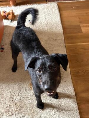 BAILEY - sehr lieb, verschmust, neugierig, katzenverträglich; liebt Spaziergänge in der Natur, anfangs etwas unsicher, Mischling (Video-Link vorhanden) - NÖ - Rüde