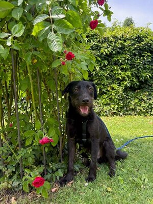 BAILEY - sehr lieb, verschmust, neugierig, katzenverträglich; liebt Spaziergänge in der Natur, anfangs etwas unsicher, Mischling (Video-Link vorhanden) - NÖ - Rüde