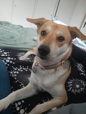 BAILEY, unbekannt - Hündin 1