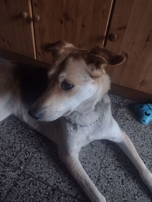 BAILEY, unbekannt - Hündin