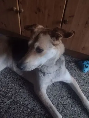 BAILEY, unbekannt - Hündin