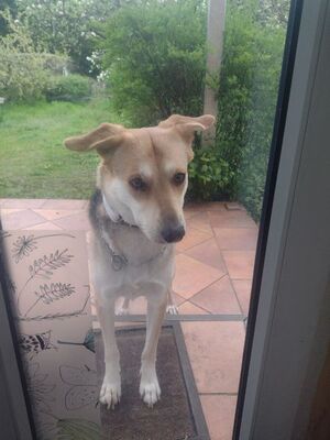 BAILEY, unbekannt - Hündin