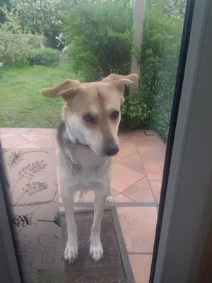 BAILEY, unbekannt - Hündin