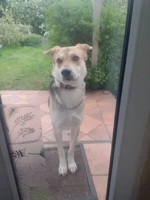 BAILEY, unbekannt - Hündin
