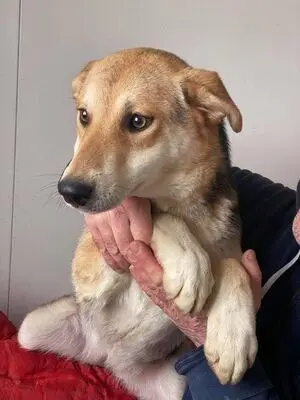BAILEY, unbekannt - Hündin