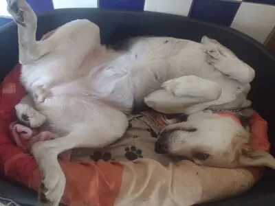 BAILEY, unbekannt - Hündin