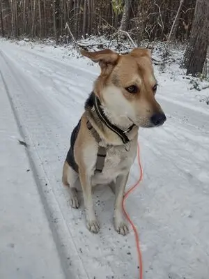 BAILEY, unbekannt - Hündin