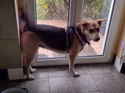 BAILEY, unbekannt - Hündin