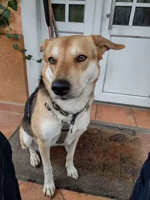 BAILEY, unbekannt - Hündin