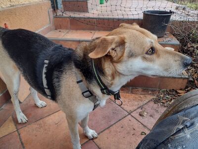 BAILEY, unbekannt - Hündin